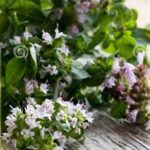 Oregano